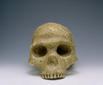 cranio-antropologia