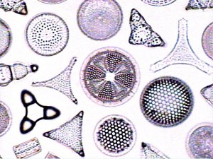 diatomee