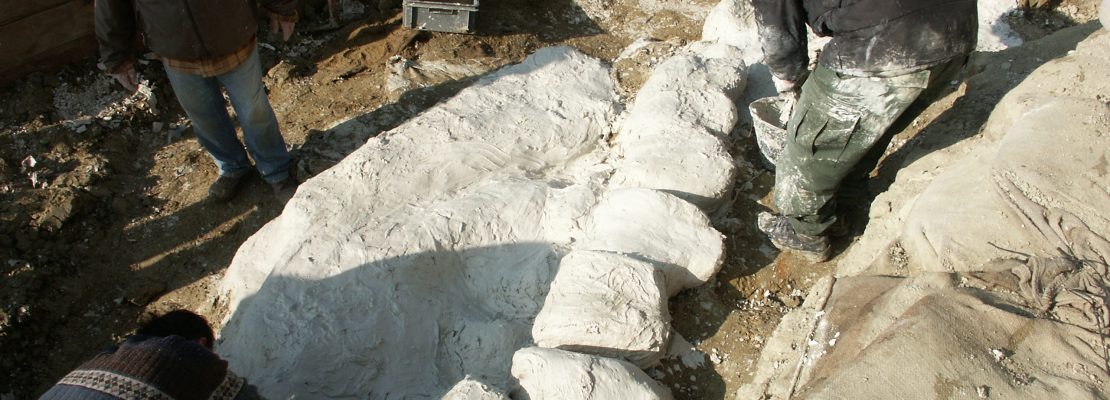 Una balenottera fossile a Matera: com’ è stato possibile?