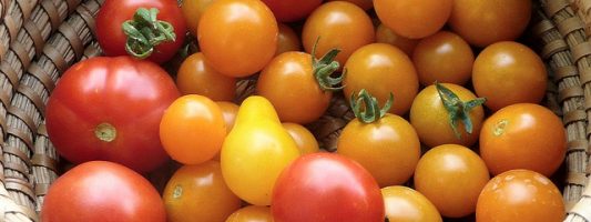 Progettazione e sviluppo di nuovi ibridi di pomodoro