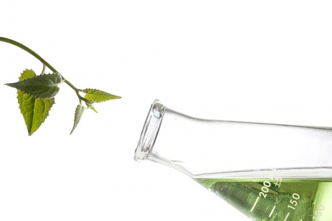 Green leaves next to an erlenmeyer flask with a green liquid in it.