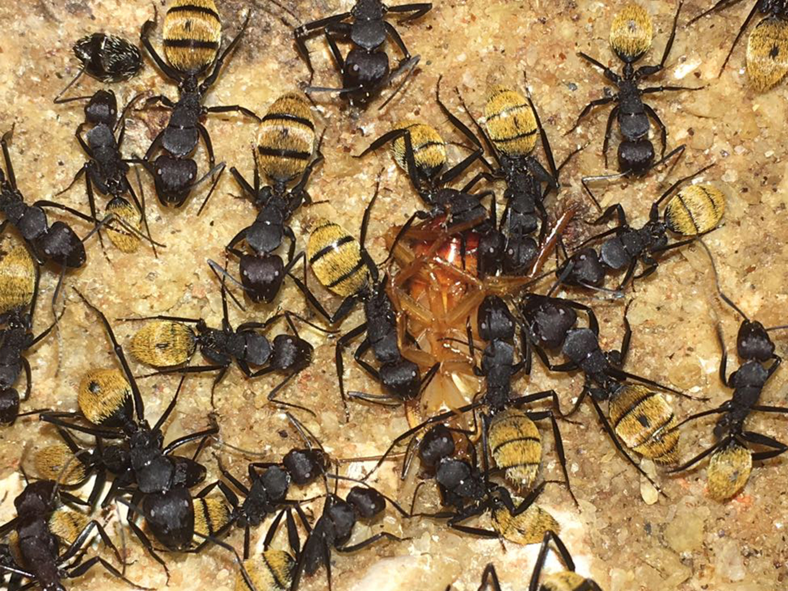 formiche città della scienza